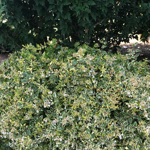 Abelia X Grandiflora Twist of Lime Glossy Abelia | SiteOne US